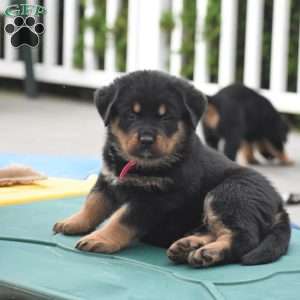 Adina, Rottweiler Mix Puppy
